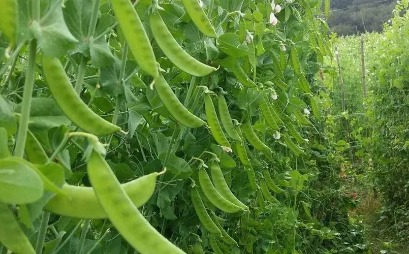 荷兰豆种植用什么肥料好?