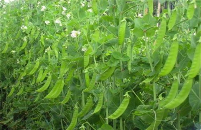 荷兰豆种植用什么肥料好?