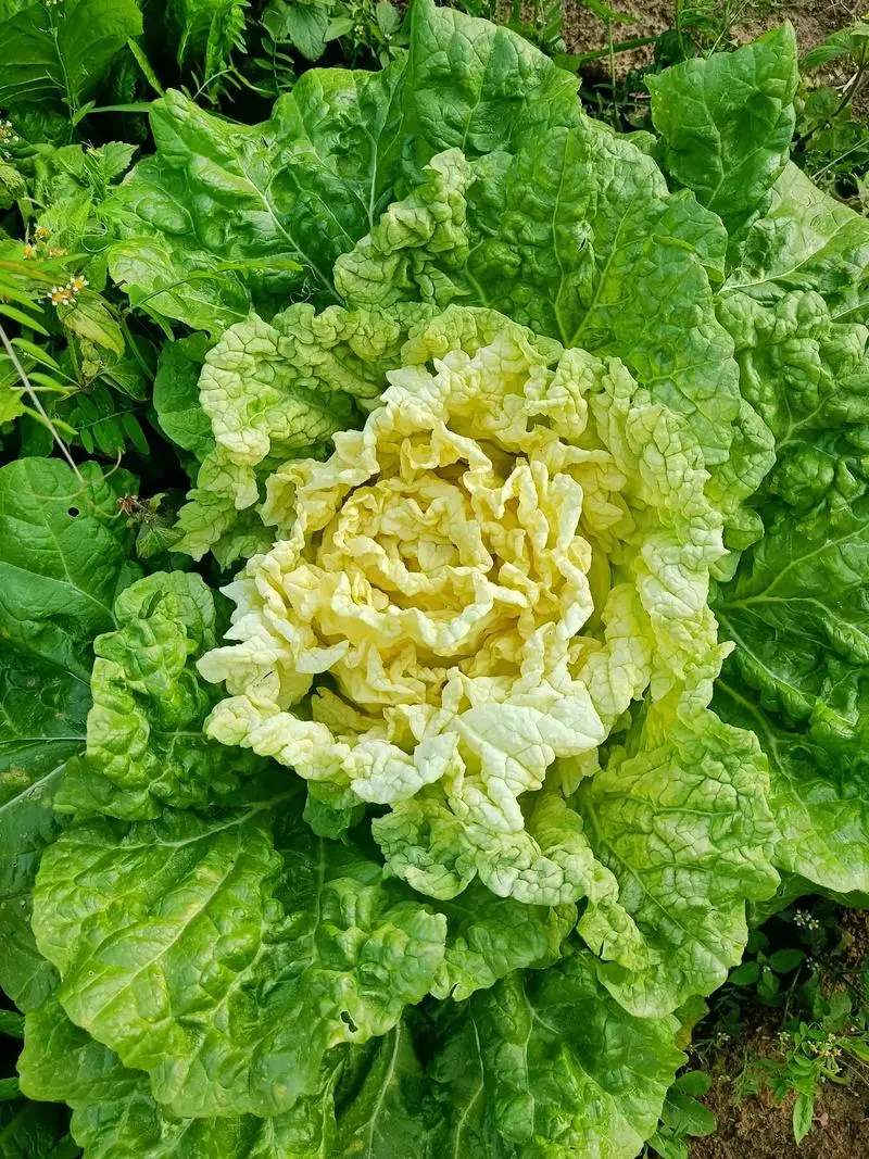 白菜心长什么样?从内到外领略白菜心的独特魅力