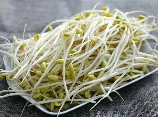 <b>豆芽的尾巴是什么？原来是营养满满的豆芽根</b>
