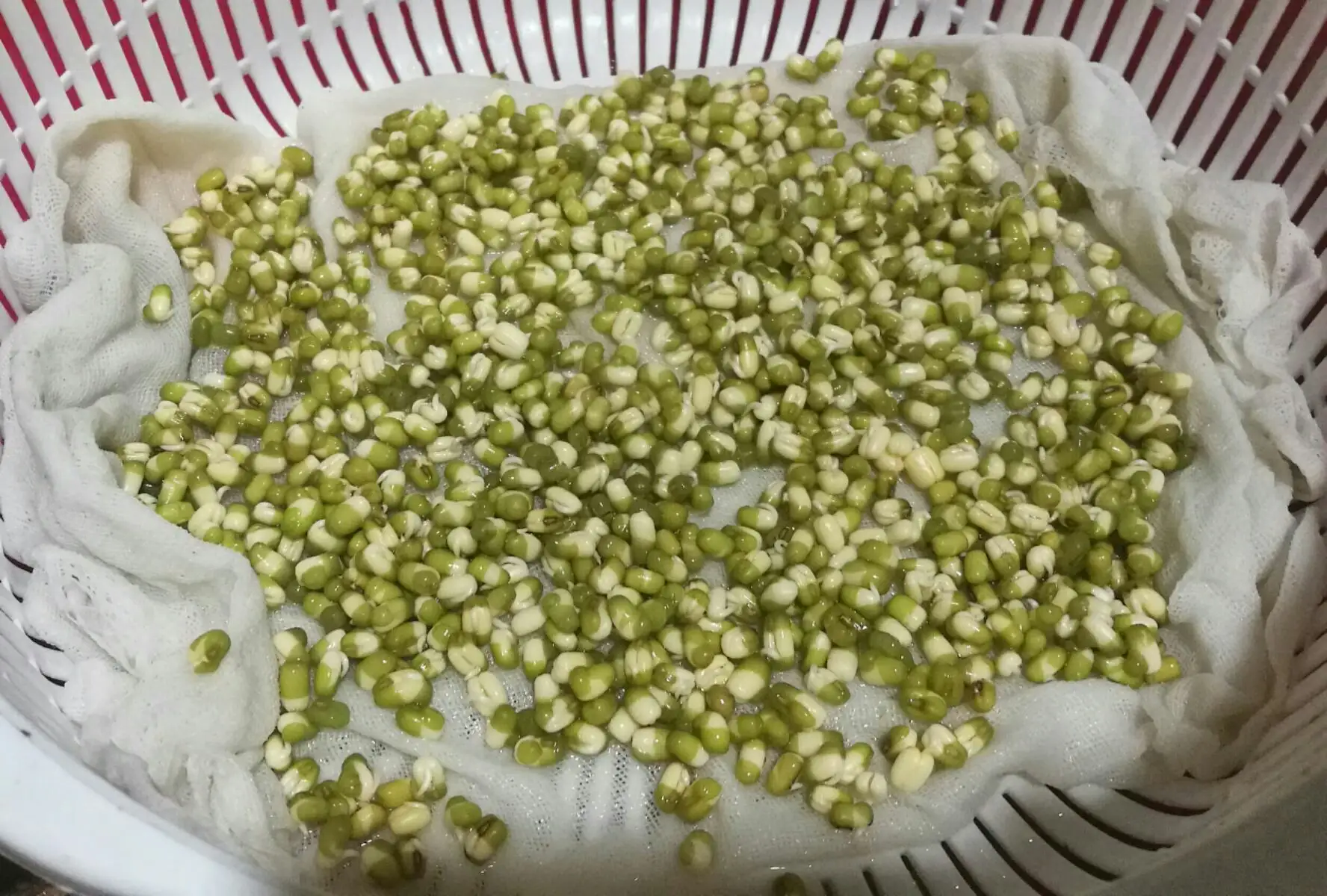 豆芽的尾巴是什么?原来是营养满满的豆芽根
