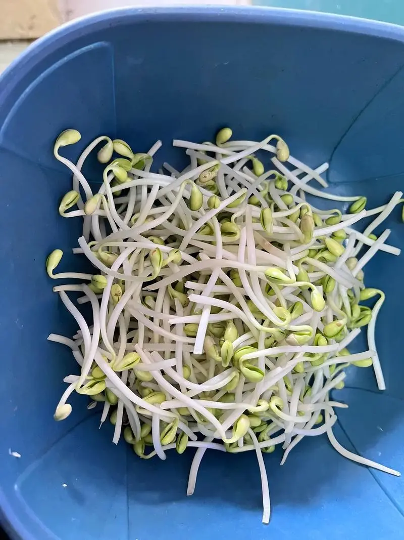 豆芽的尾巴是什么?原来是营养满满的豆芽根
