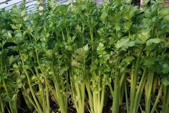 <b>芹菜界的“选美大赛”：十大高颜值芹菜品种等你来品！</b>