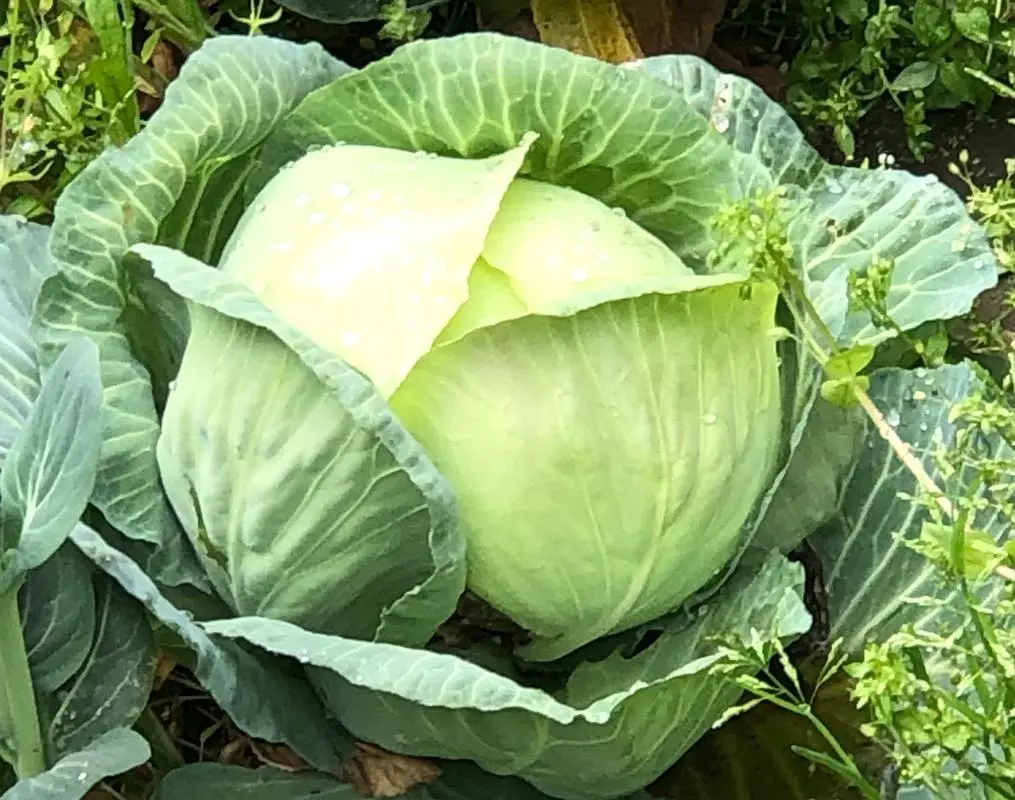卷心菜的其他叫法有哪些?趣味横生的卷心菜别名大全