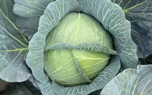 卷心菜的其他叫法有哪些?趣味横生的卷心菜别名大全