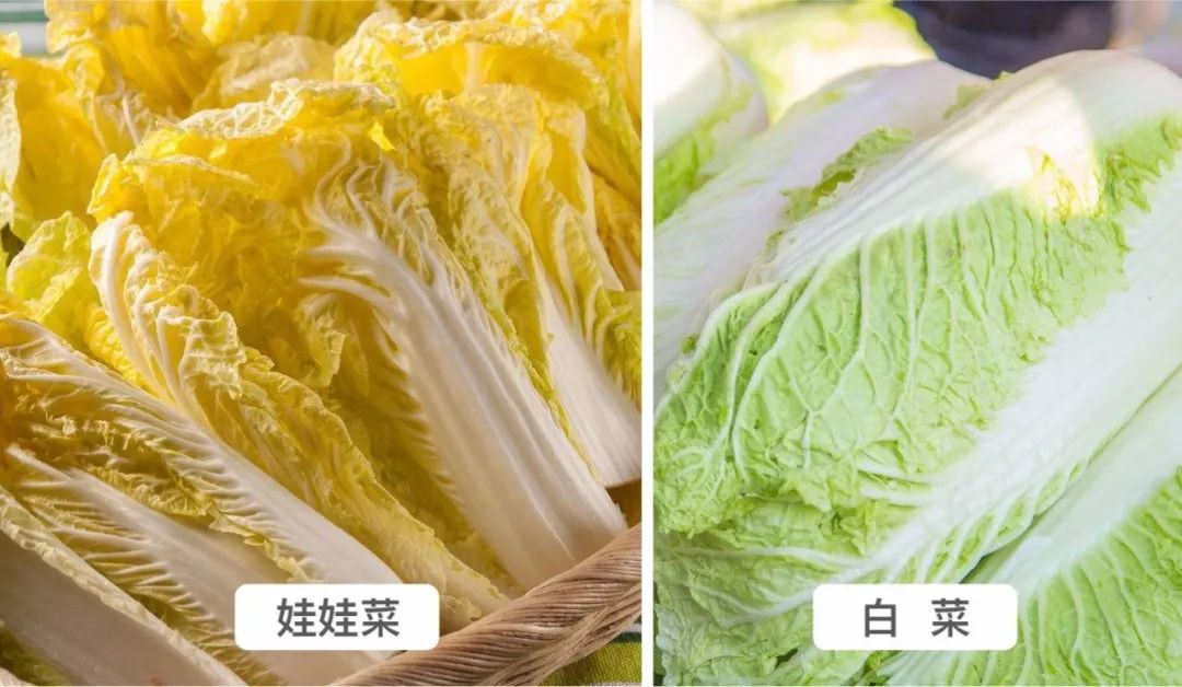娃娃菜长大了就是大白菜吗?口感与营养的微妙区别
