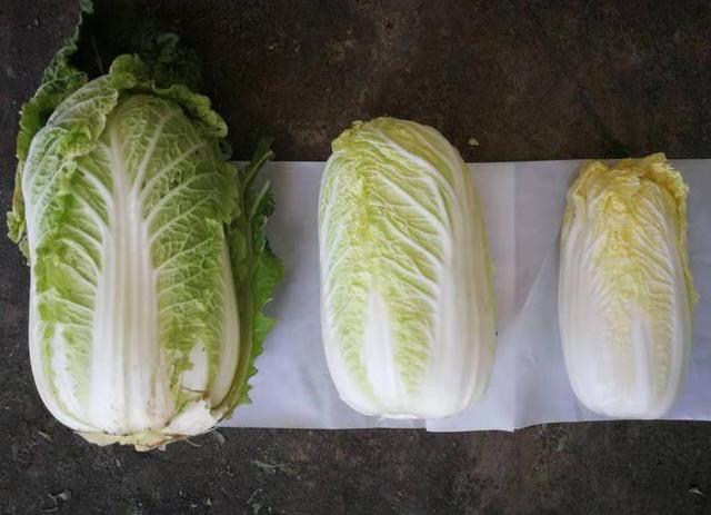 娃娃菜长大了就是大白菜吗?口感与营养的微妙区别