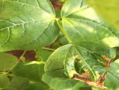 <b>芸豆种植户必看-芸豆叶子枯萎的原因有哪些？</b>