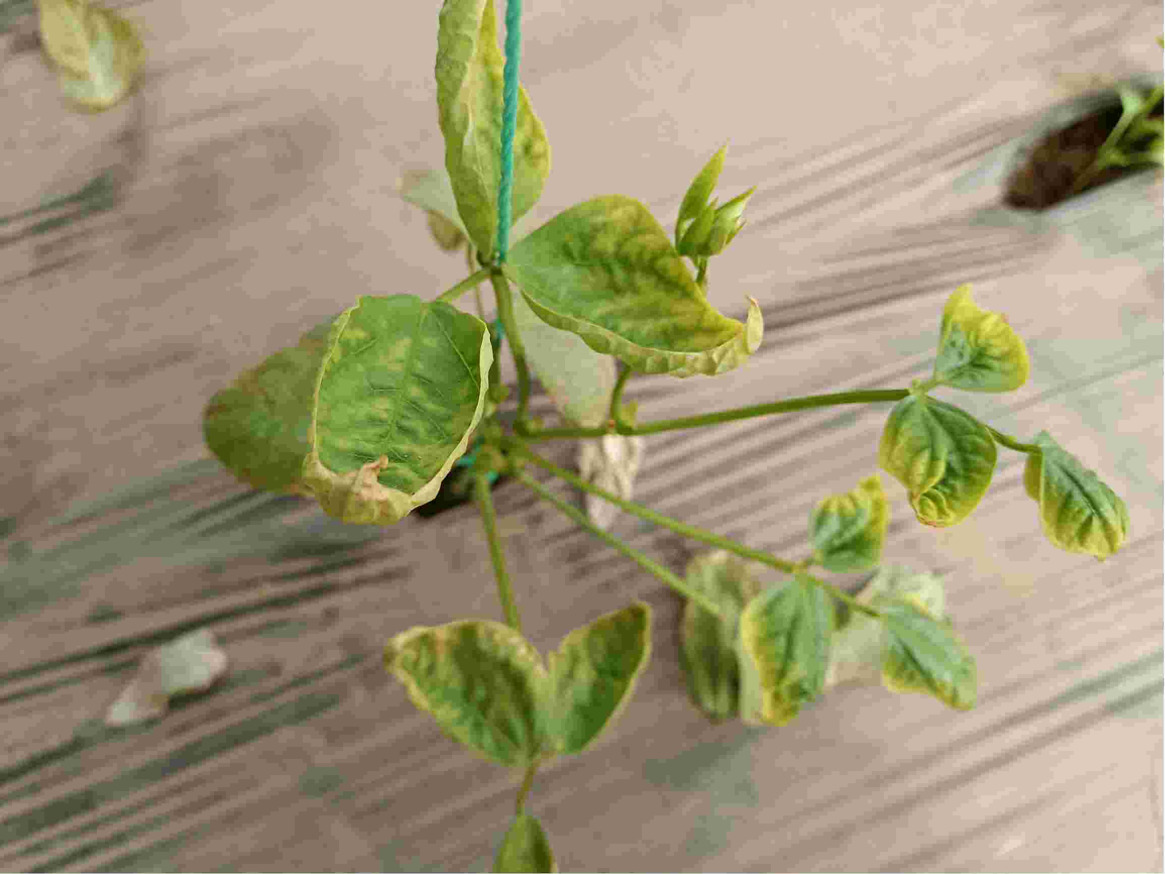芸豆种植户必看-芸豆叶子枯萎的原因有哪些?