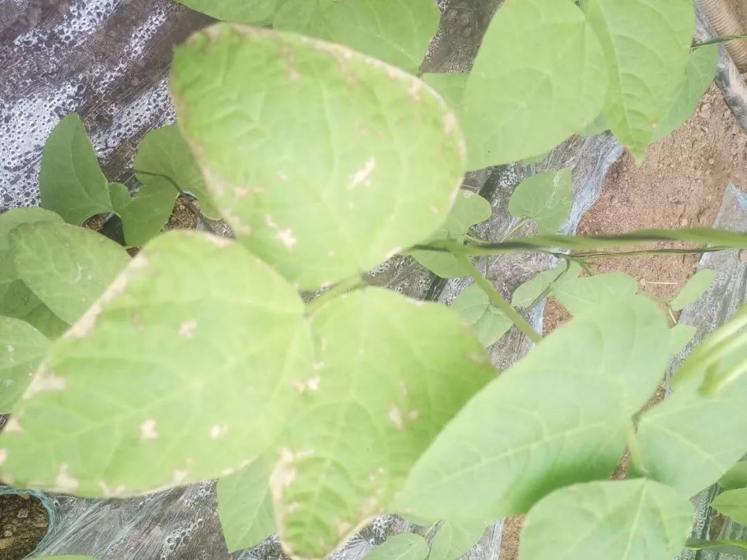 芸豆种植户必看-芸豆叶子枯萎的原因有哪些?