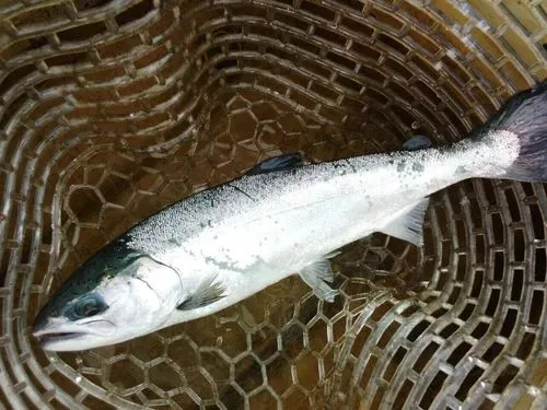 白鱼是什么鱼?餐桌上的白鱼盛宴诱惑