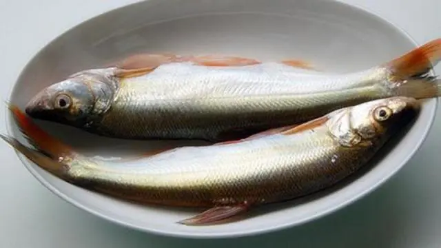 白鱼是什么鱼?餐桌上的白鱼盛宴诱惑