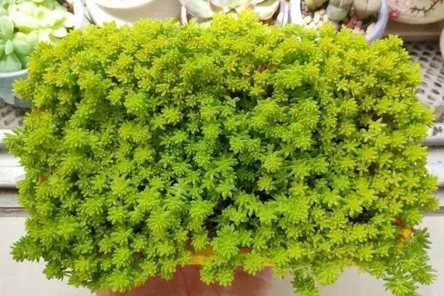 黄金万年草用什么土种植会金光闪闪?