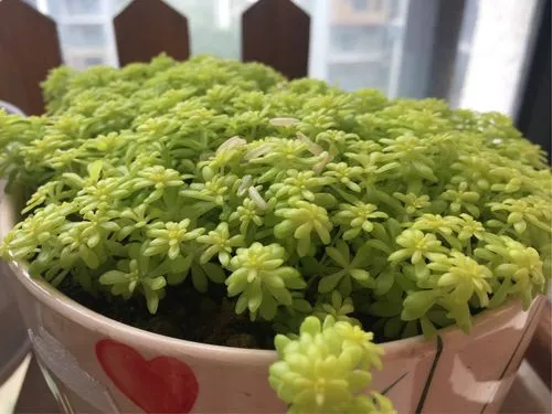 黄金万年草用什么土种植会金光闪闪?