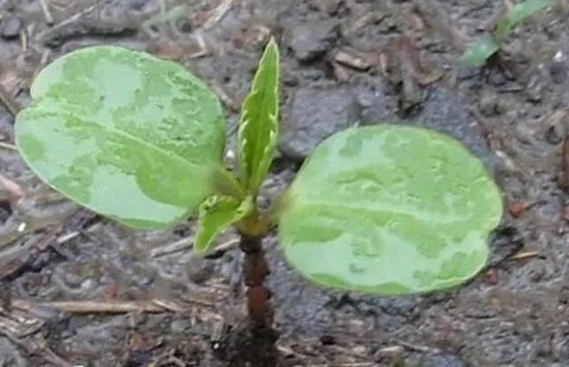 <b>凤仙花幼苗为什么会倾斜？凤仙花移植步骤详解</b>