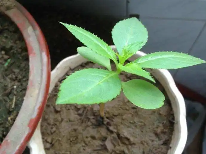 凤仙花幼苗为什么会倾斜?凤仙花移植步骤详解