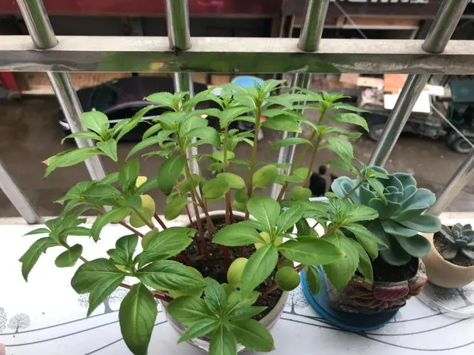 凤仙花幼苗为什么会倾斜?凤仙花移植步骤详解