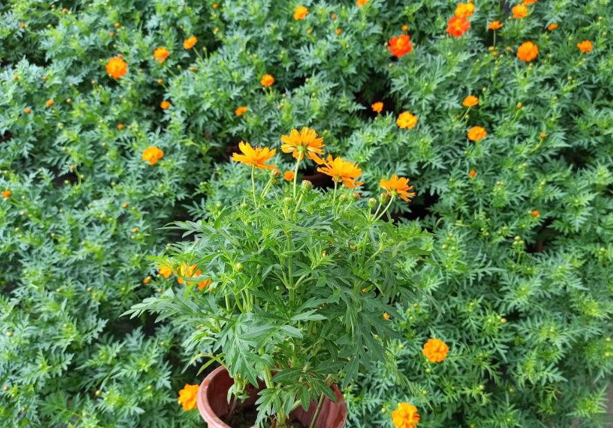 孔雀草最佳搭配花卉推荐：创意美丽又好养
