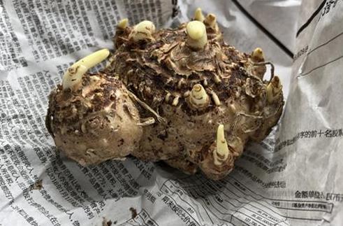 <b>马蹄莲种球什么时候挖出来最好，秋季行动最适宜</b>