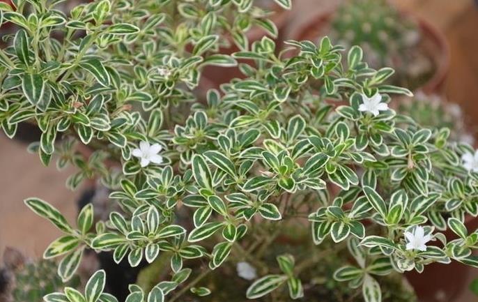 <b>园艺视角：六月雪是常绿植物还是落叶植物？</b>