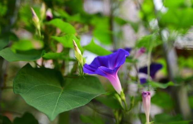 <b>牵牛花为何叫牵牛花？分享背后的故事与传说</b>