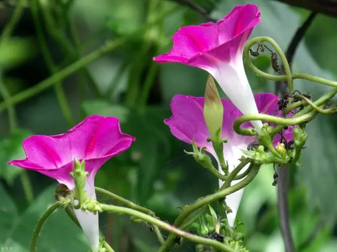 牵牛花为何叫牵牛花?分享背后的故事与传说