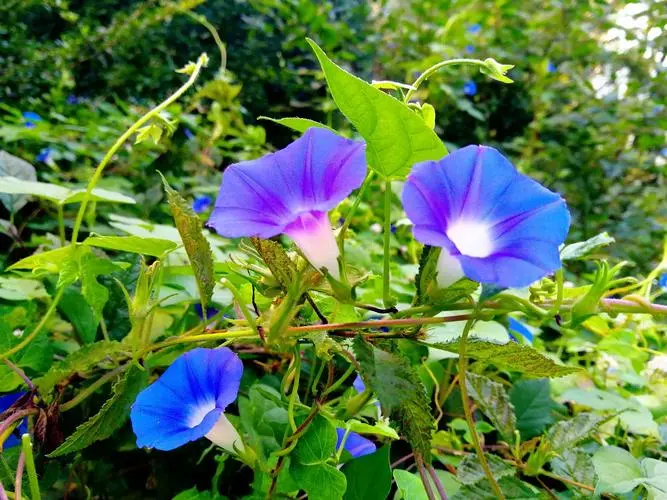 牵牛花为何叫牵牛花?分享背后的故事与传说