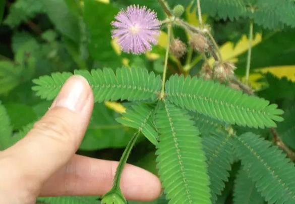 <b>含羞草家养防虫秘籍，科学养护远离虫害</b>