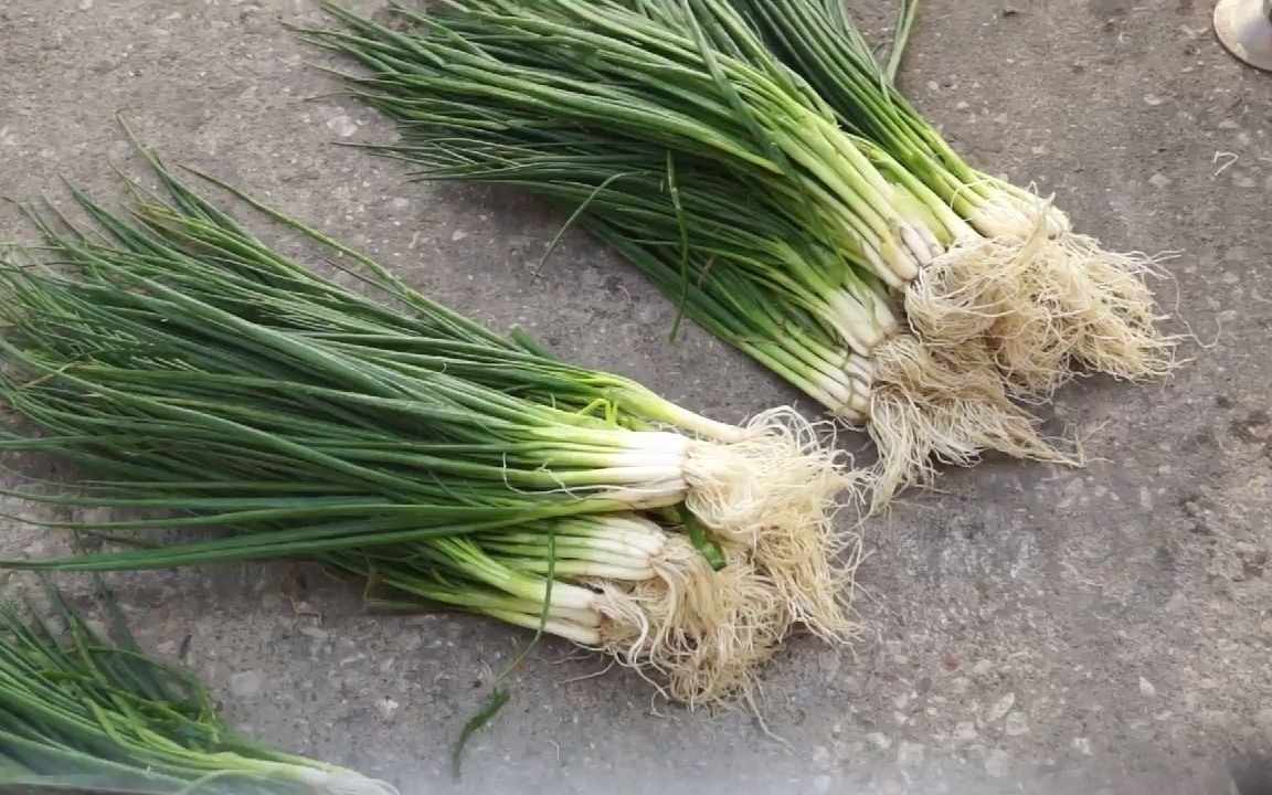 葱的身份之谜:葱是根还是茎还是果实植物?