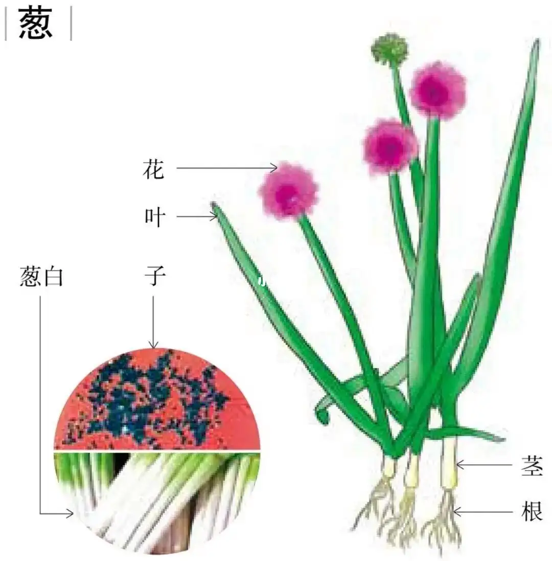 葱的身份之谜:葱是根还是茎还是果实植物?