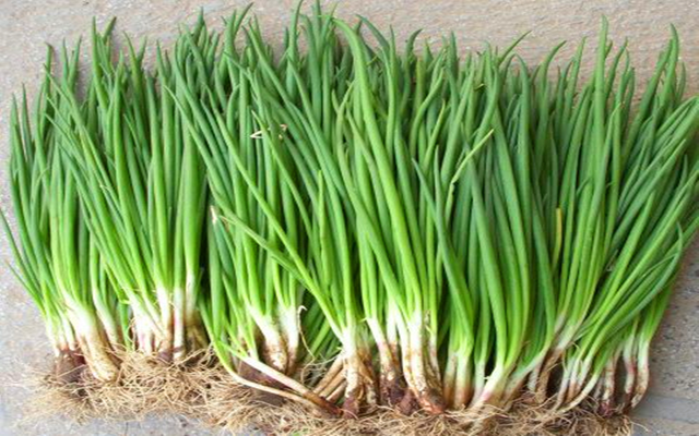 葱的身份之谜:葱是根还是茎还是果实植物?