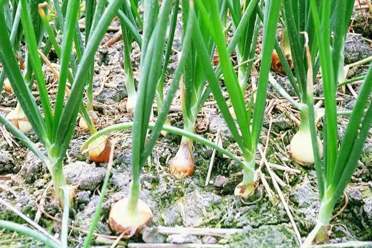 葱的身份之谜:葱是根还是茎还是果实植物?
