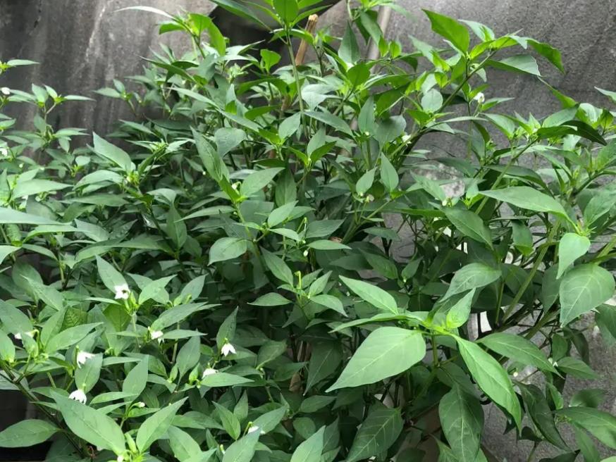 辣椒叶子可以吃吗?隐藏的绿色营养