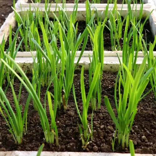 韭菜种植新手指南：种子播种VS幼苗移植优缺点一目了然