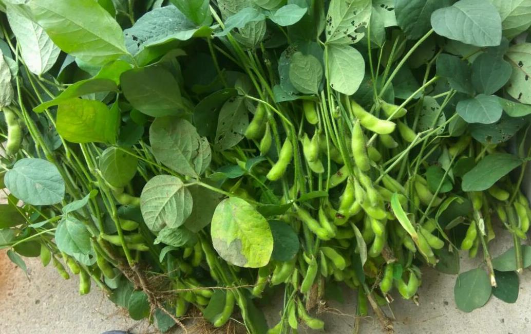 <b>毛豆种子种植前需要浸泡吗？科学浸泡提升毛豆成活率</b>
