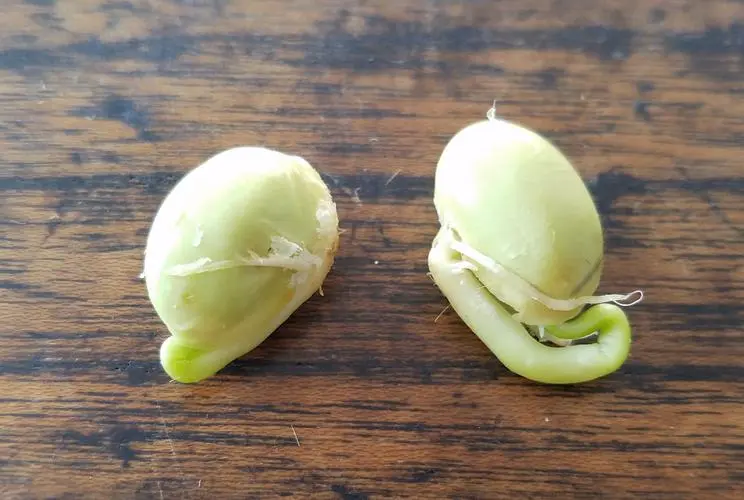 毛豆种子种植前需要浸泡吗?科学浸泡提升毛豆成活率