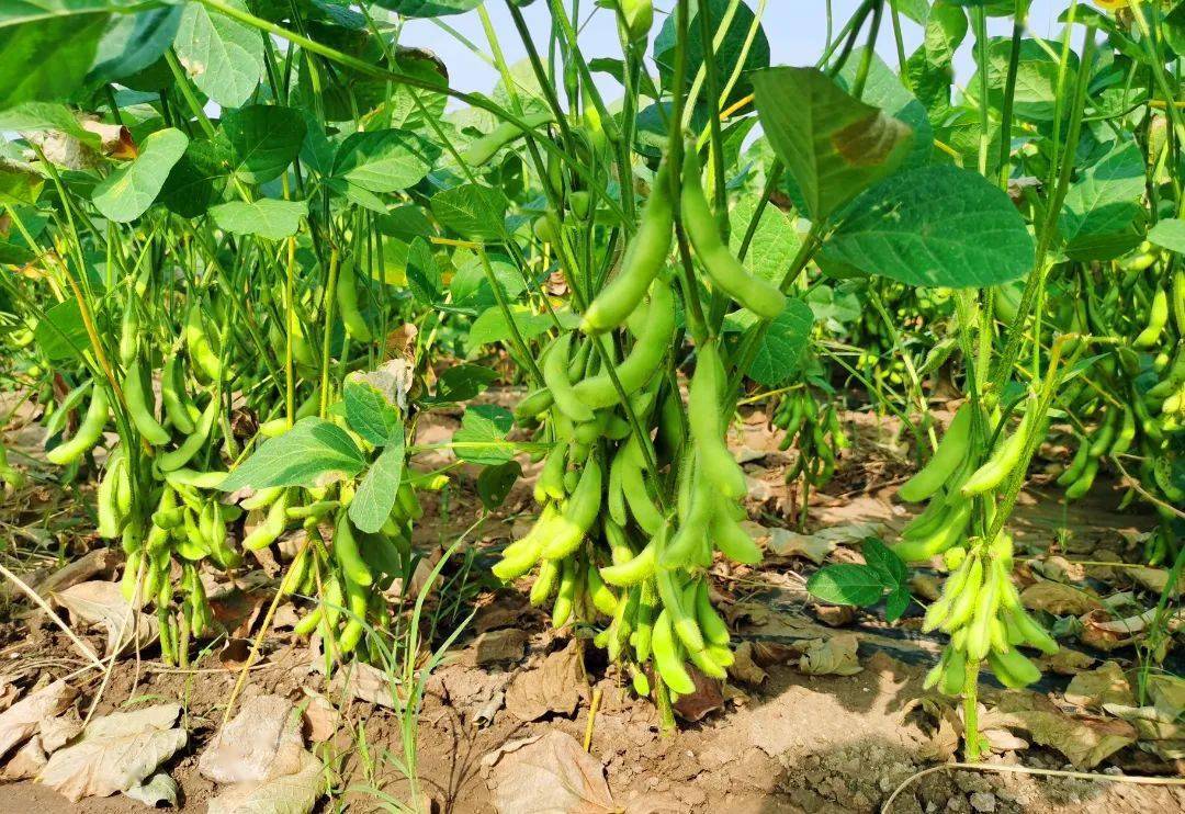 毛豆种子种植前需要浸泡吗?科学浸泡提升毛豆成活率