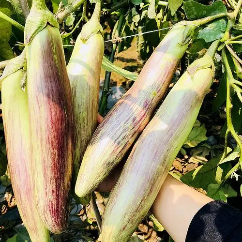 什么品种的茄子皮薄好吃?六种美味嫩茄不容错过