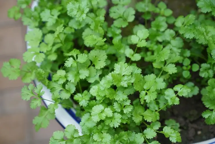 家庭园艺新手必看:香菜苗长多大可以移植栽种
