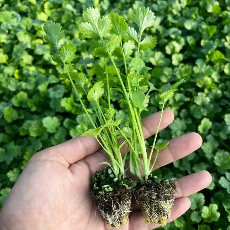 家庭园艺新手必看:香菜苗长多大可以移植栽种