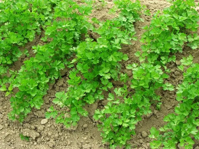 家庭园艺新手必看:香菜苗长多大可以移植栽种