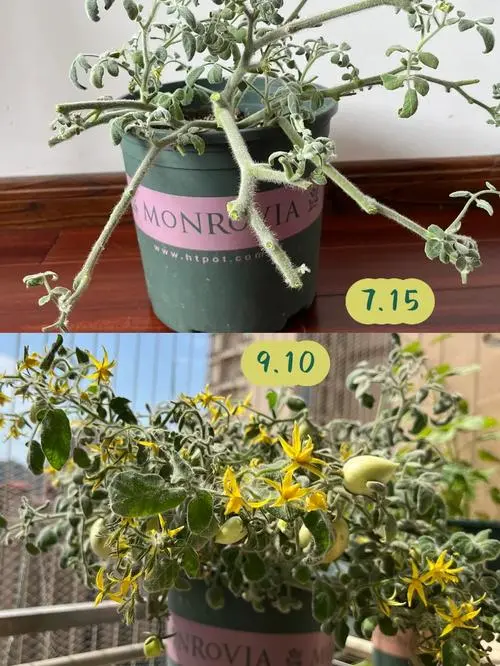 种植西红柿为什么要剪枝条,增产提升果实品质的关键步骤