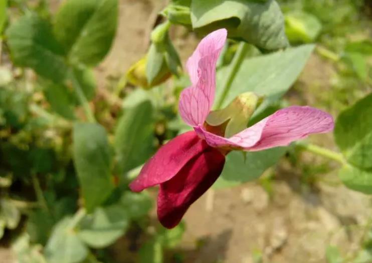 <b>春日限定！豌豆花的颜色与花期，你不可错过的绚烂之美</b>