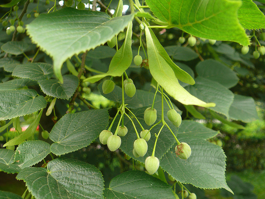 三花冬青:冬季里生命力不凡的自然瑰宝