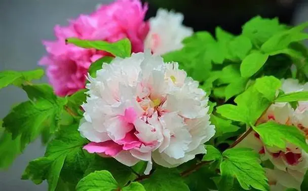 牡丹花开正艳时,如何有效抵御虫害侵扰?