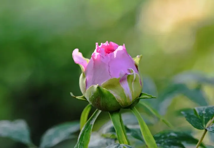 牡丹花开正艳时,如何有效抵御虫害侵扰?
