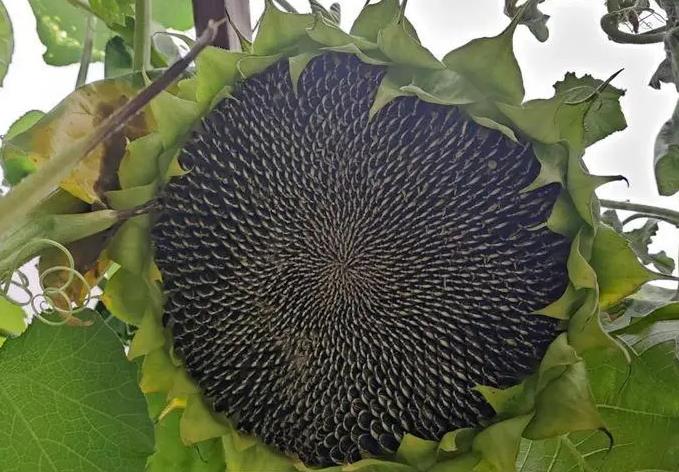 <b>向日葵的成长之路：开花后多久能迎来瓜子的丰收？</b>