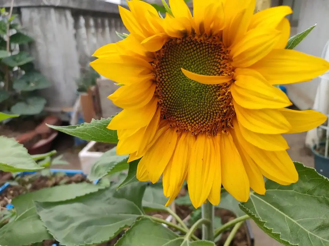 向日葵的成长之路:开花后多久能迎来瓜子的丰收?