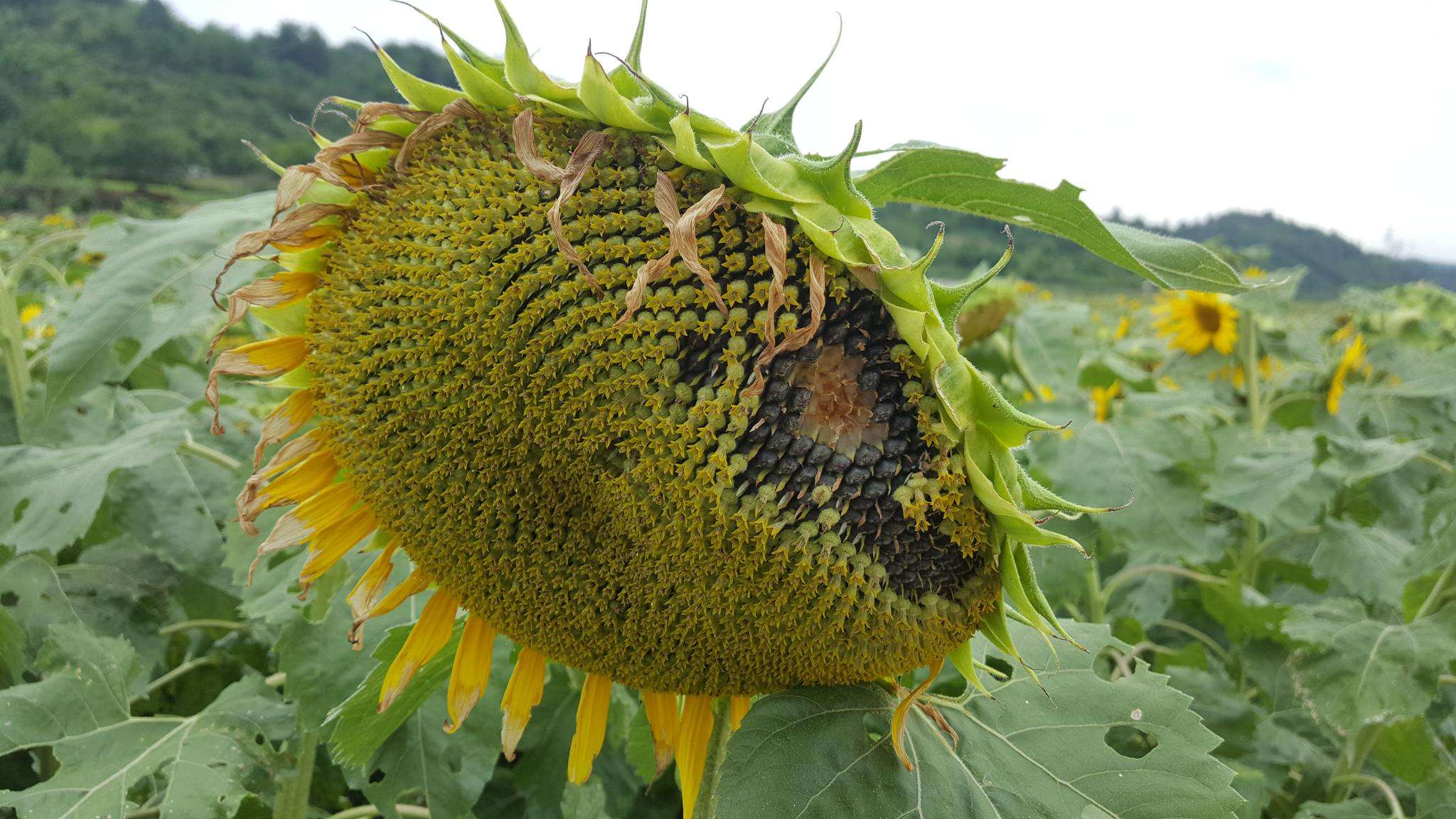 向日葵的成长之路:开花后多久能迎来瓜子的丰收?