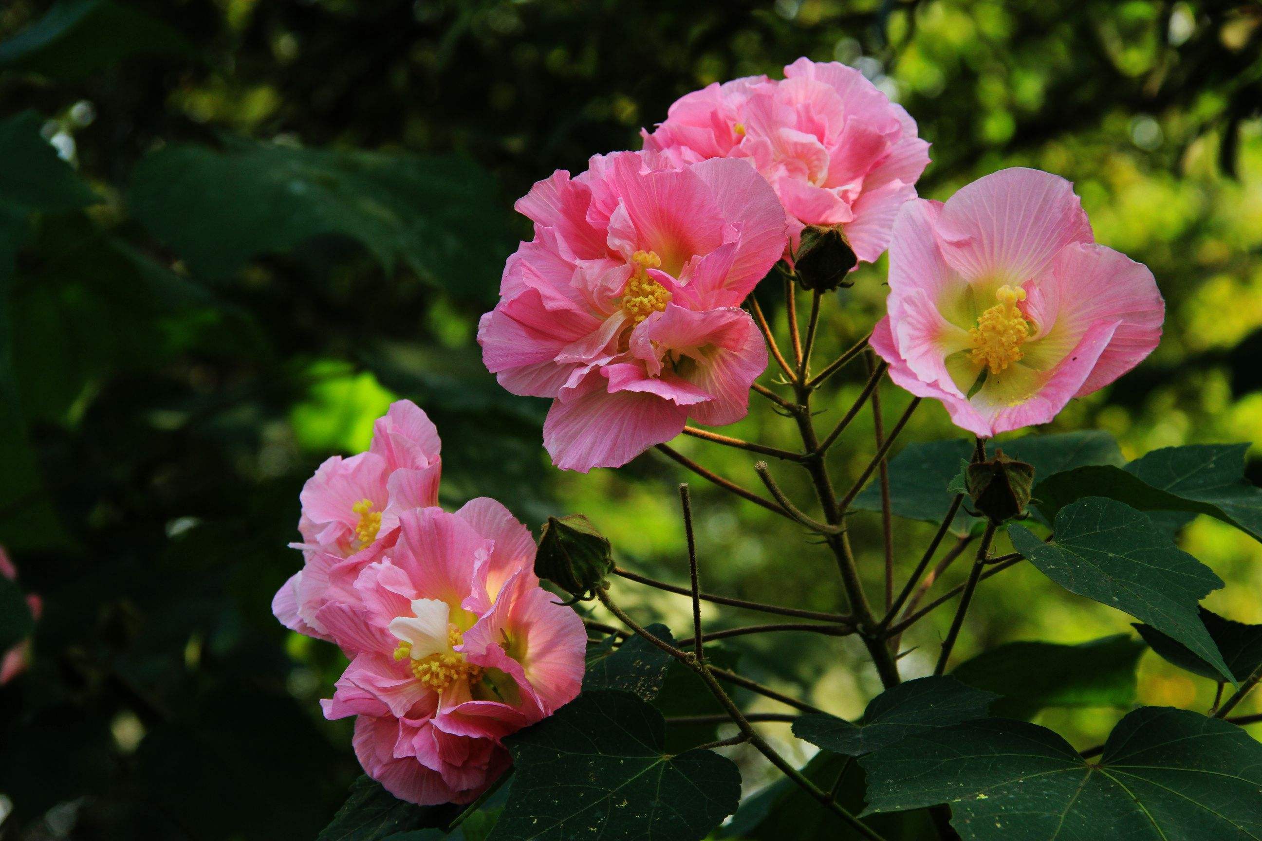 芙蓉花是一年生还是多年生植物?